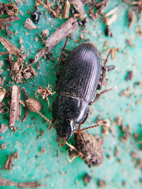 Harpalus flavicornis - sárgacsápú lomhafutó