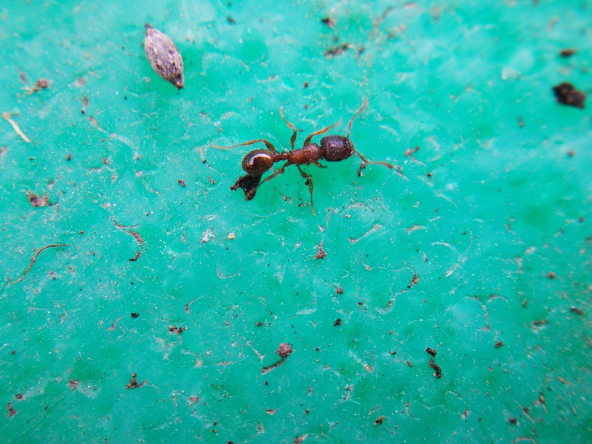 Tetramorium