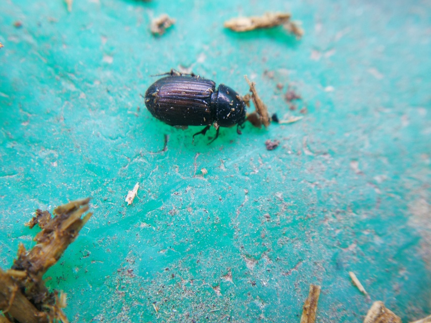 Aphodius punctatosulcatus - pusztai trágyabogár