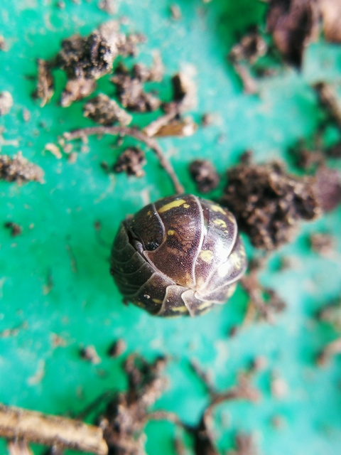 Armadillidium