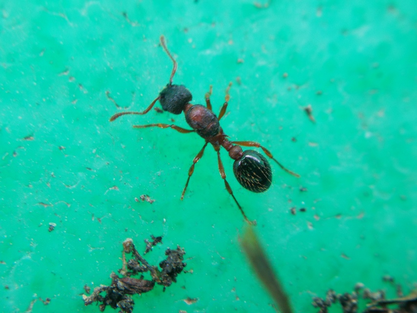 Myrmica