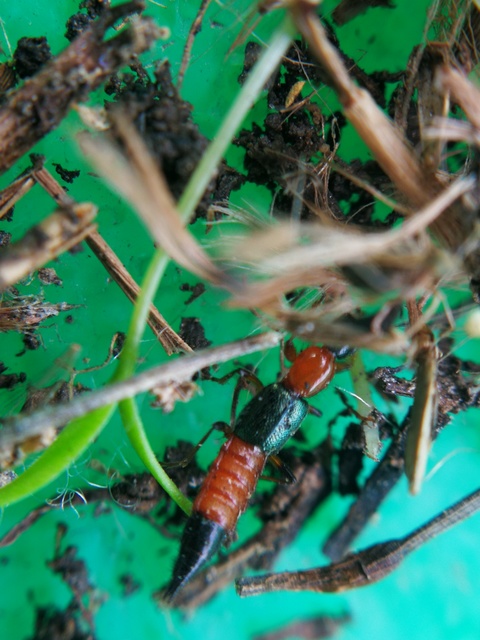 Paederus
