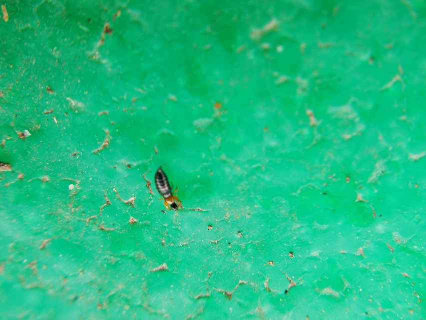 Thysanoptera - Tripszek