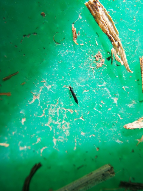 Thysanoptera - Tripszek