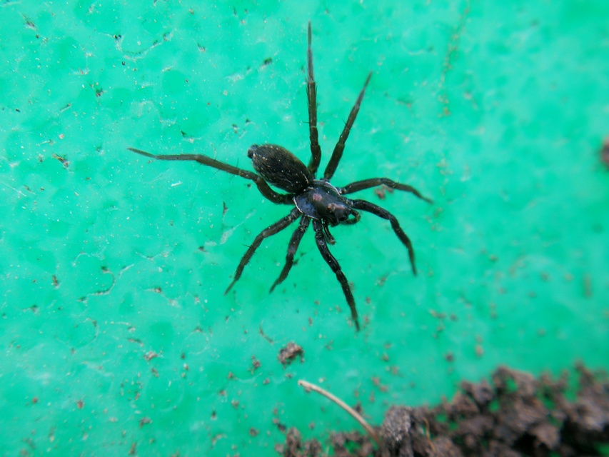 Piratula
