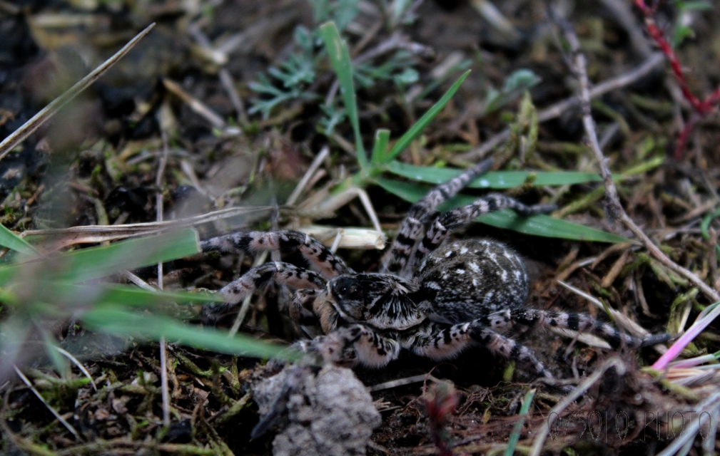 Lycosa singoriensis - szongáriai cselőpók