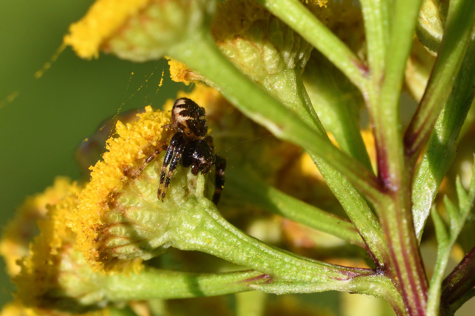 Synema globosum/ornatum