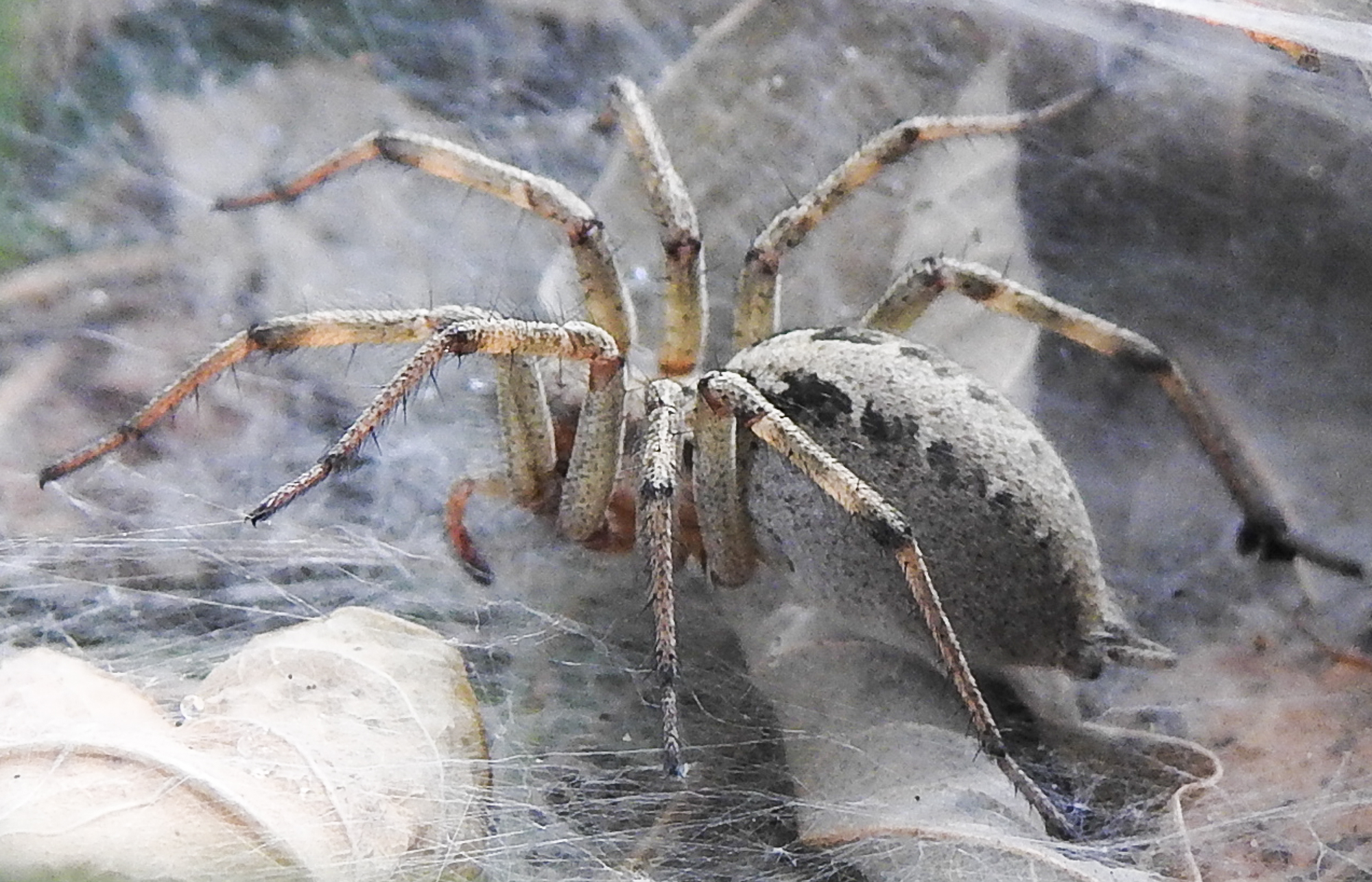 Agelena labyrinthica - illó tölcsérpók
