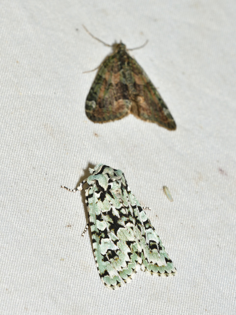 Griposia aprilina - őszi zöldbagoly