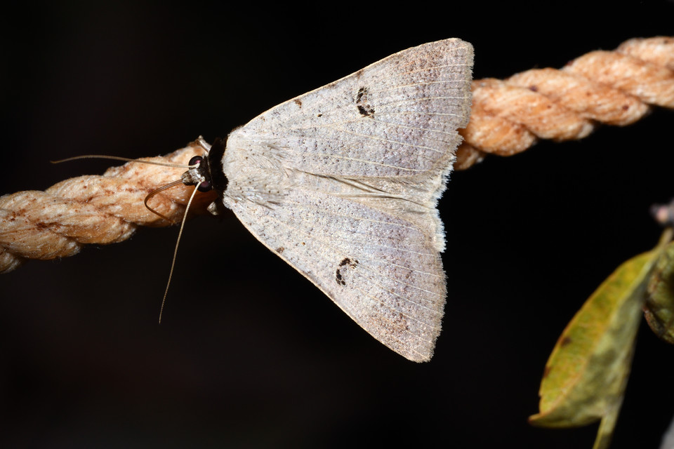 Lygephila craccae - gyakori csüdfűbagoly
