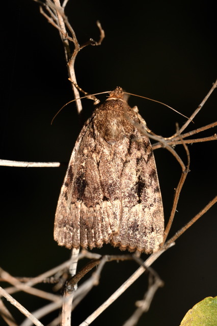 Amphipyra berbera/pyramidea