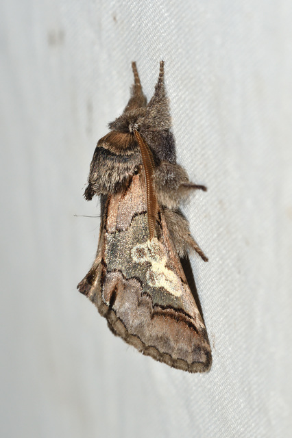 Diloba caeruleocephala - őszi kékesbagoly