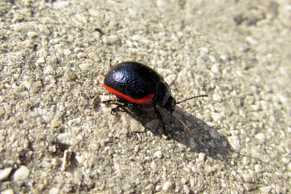 Chrysolina rossia - trapézhátú szegélyeslevelész