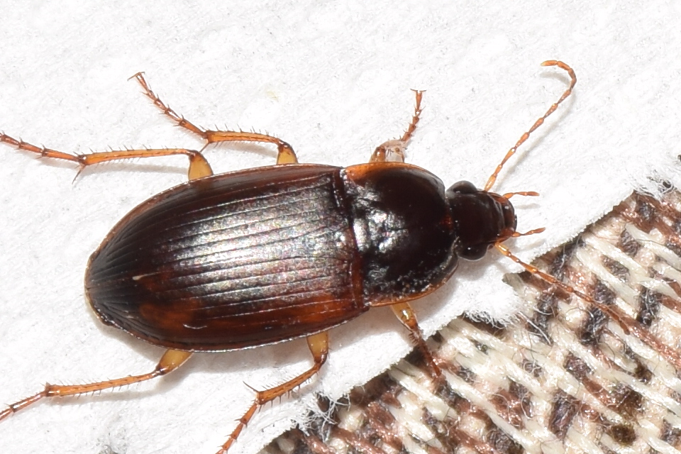 Calathus ambiguus - homoki tarfutó
