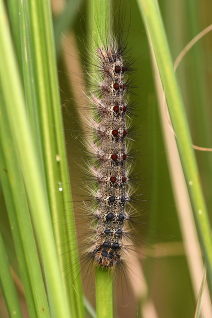 Lymantria dispar - gyapjaslepke