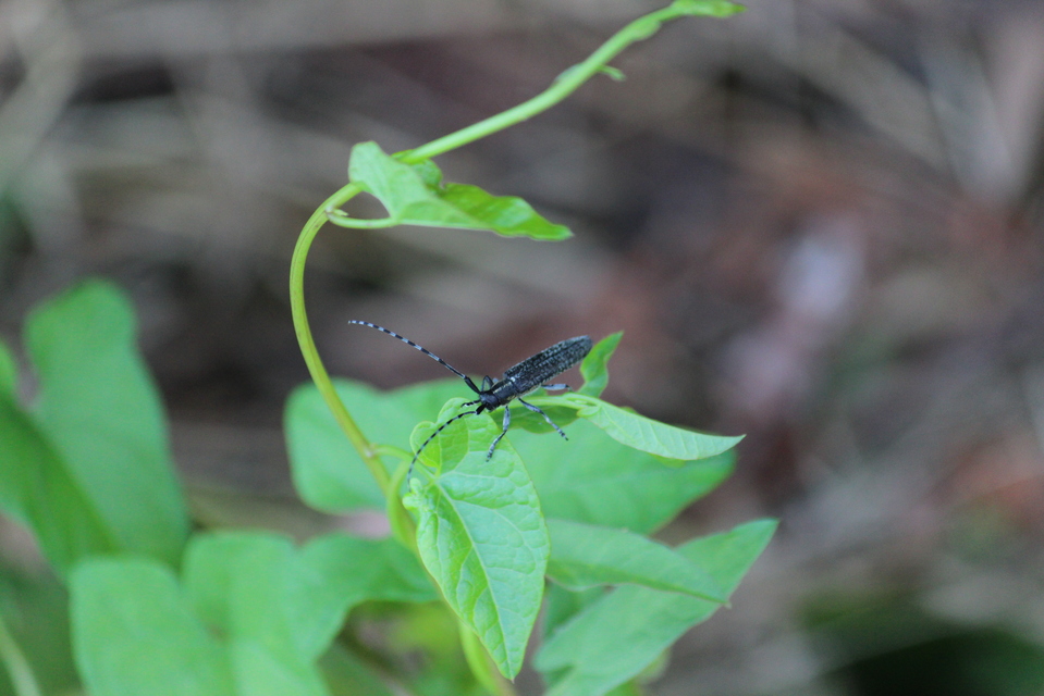 Agapanthia villosoviridescens - fehérgyűrűs bogáncscincér