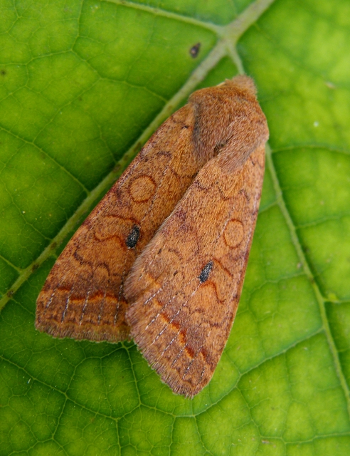 Sunira circellaris - okkersárga őszibagoly