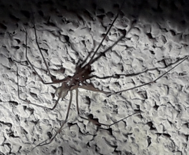 Pholcidae - álkaszáspókok