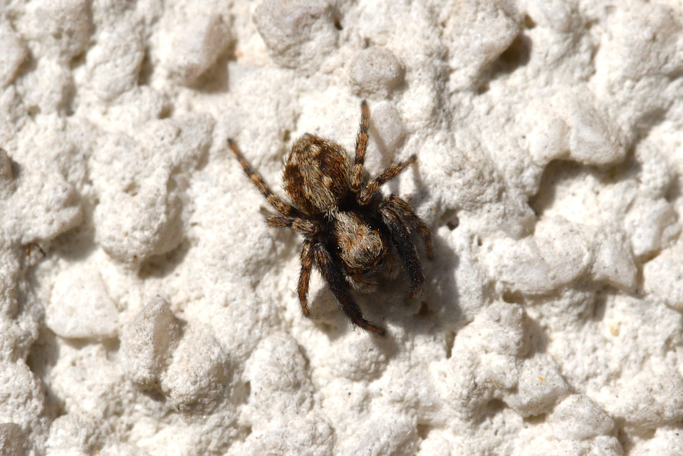 Pseudeuophrys lanigera - szobai ugrópók