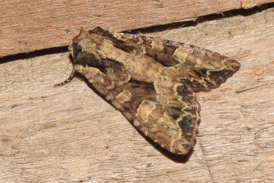 Apamea remissa - erdei dudvabagoly