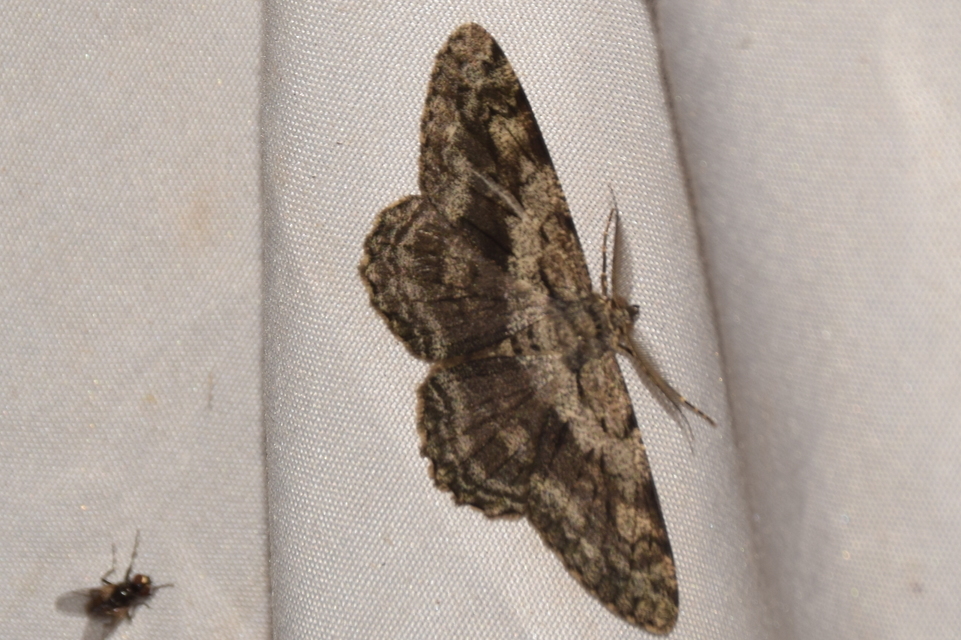 Hypomecis roboraria - nagy tölgyfaaraszoló