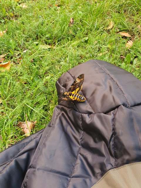 Acherontia atropos - halálfejes lepke