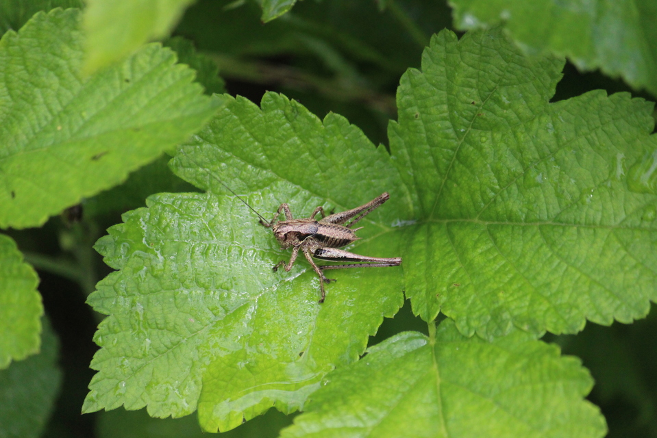 Pholidoptera griseoaptera - szürke avarszöcske