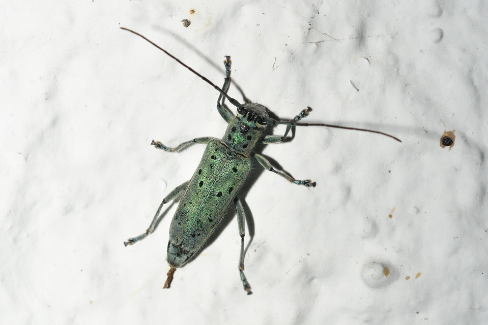 Saperda punctata - pettyes szilcincér Saperda punctata - pettyes szilcincér