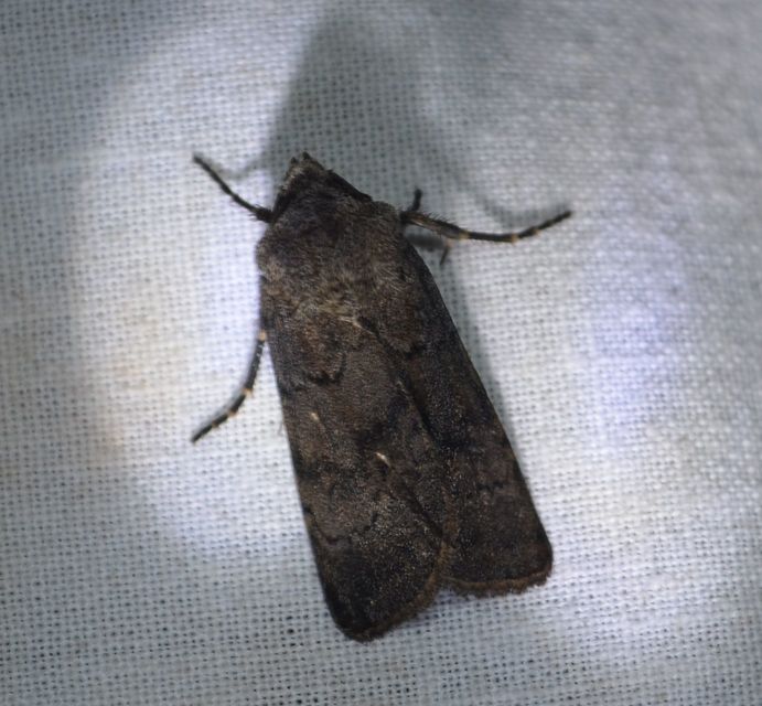 Agrotis cinerea - szürkés földibagoly