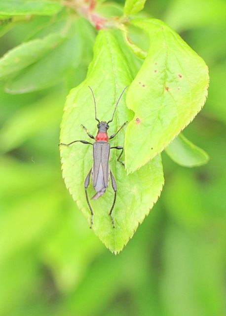 Callimoxys gracilis - frakkos cincér