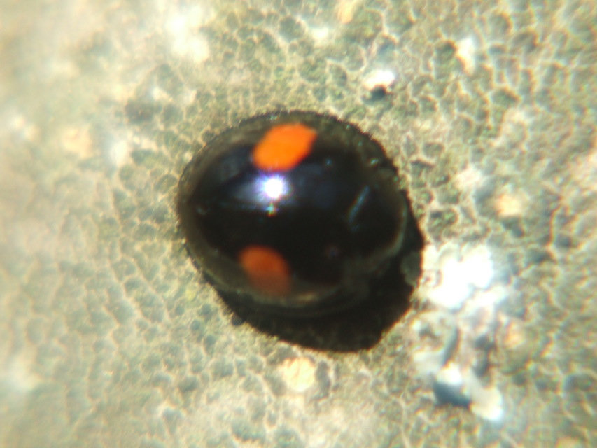 Chilocorus renipustulatus - vesefoltos szerecsenkata