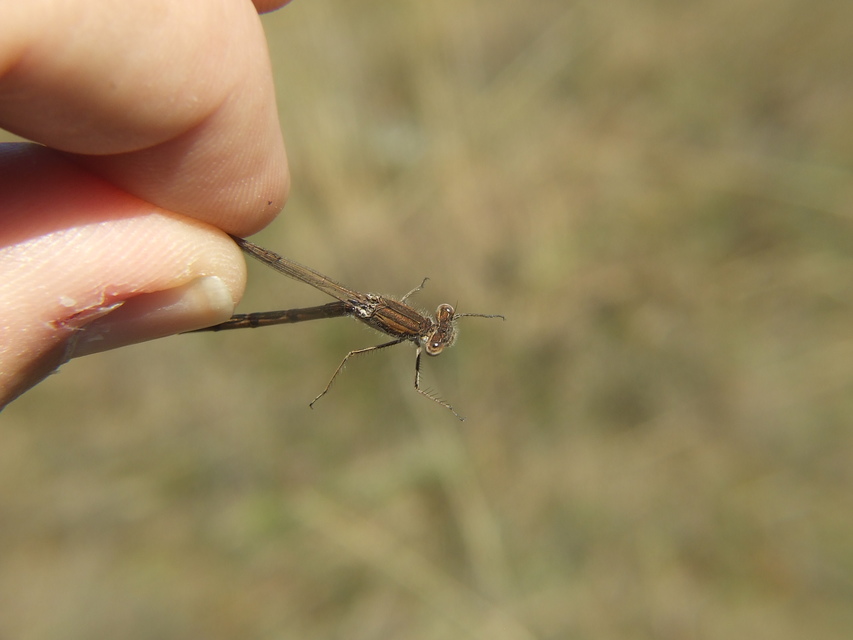 Sympecma fusca - téli rablószitakötő