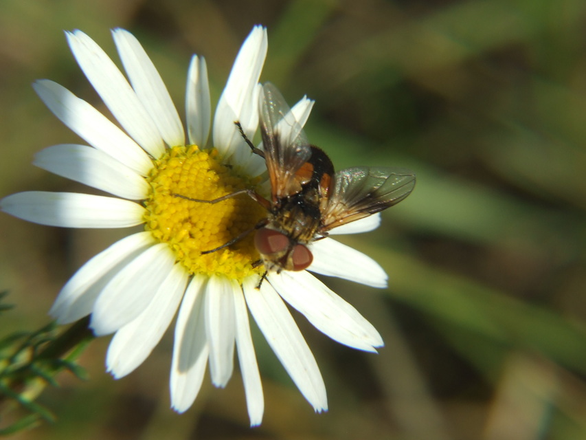 Phasiinae