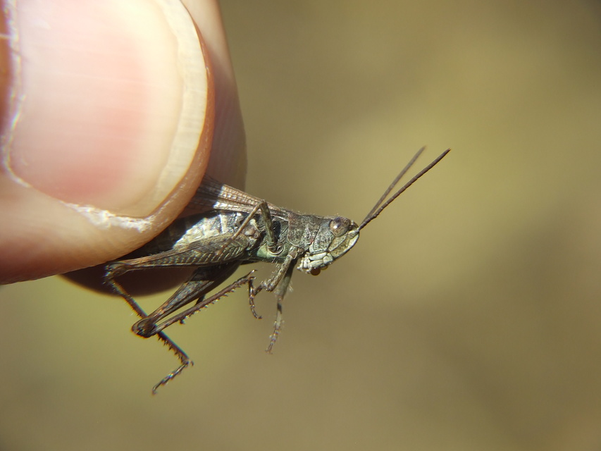 Chorthippus (Glyptobothrus) (subgenus)