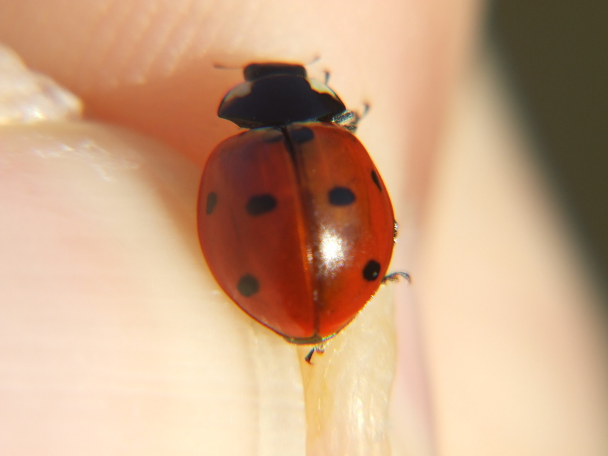 Coccinella septempunctata - hétpettyes katica