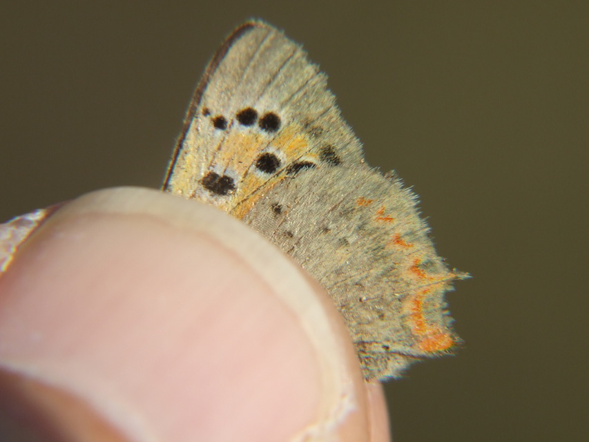 Lycaena phlaeas - közönséges tűzlepke