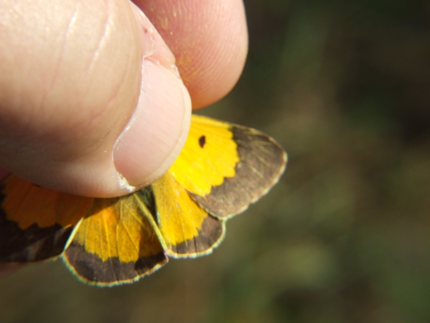 Colias croceus - sáfránylepke