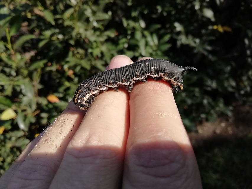 Agrius convolvuli - szulákszender