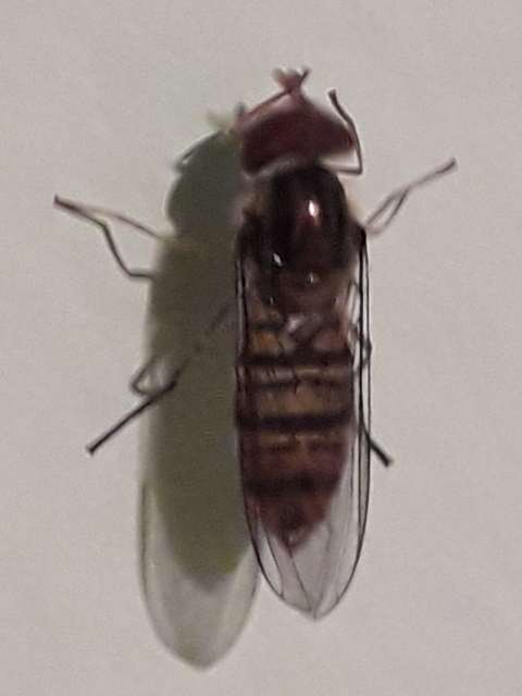 Episyrphus balteatus - ékfoltos zengőlégy