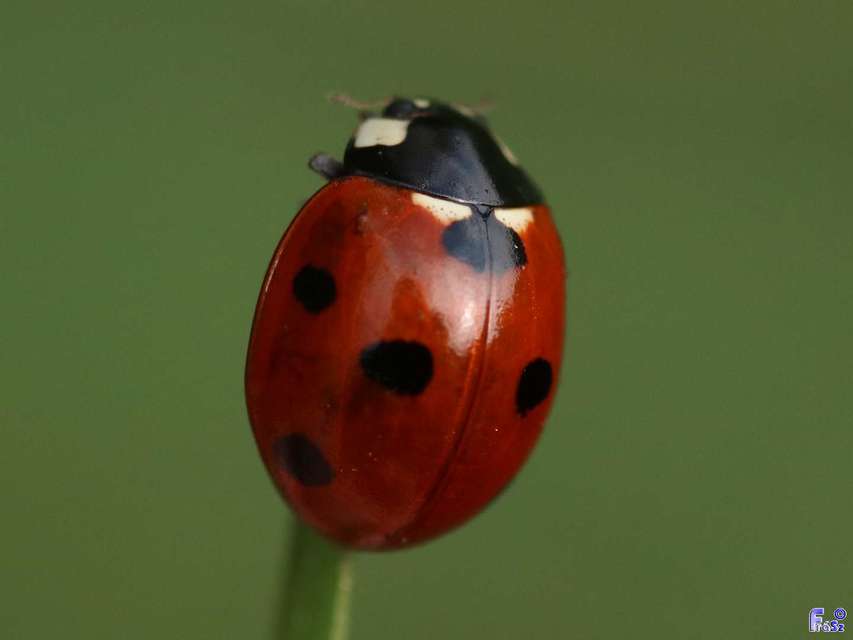 Coccinella septempunctata - hétpettyes katica