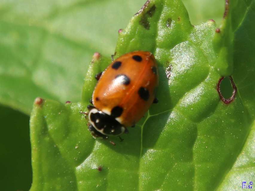 Hippodamia variegata - tizenhárompettyes katica