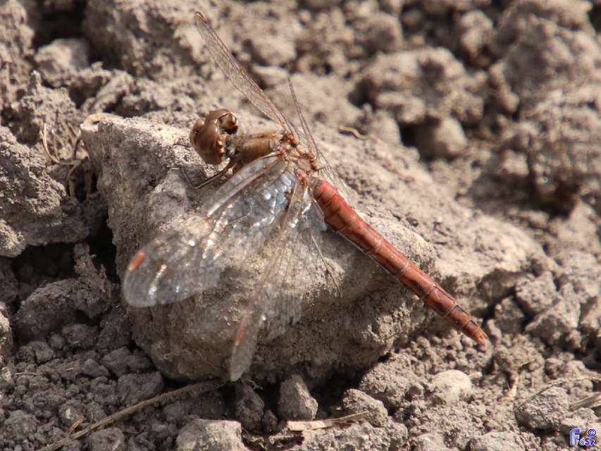 Sympetrum striolatum/vulgatum