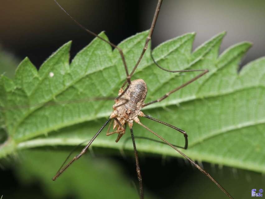 Phalangium opilio