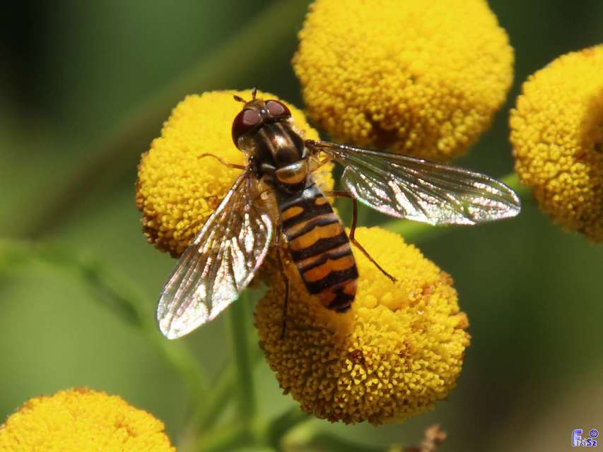 Episyrphus balteatus - ékfoltos zengőlégy