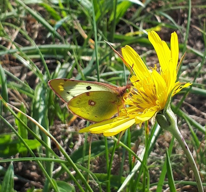 Colias hyale - kéneslepke