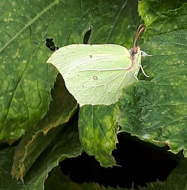 Gonepteryx rhamni - citromlepke