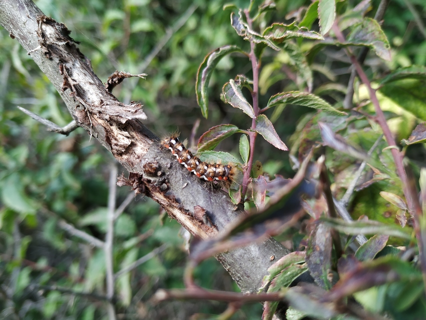 Acronicta rumicis - sóska-szigonyosbagoly