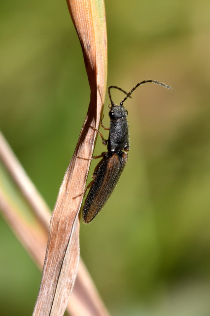 Athous bicolor - hosszúnyakú pattanó