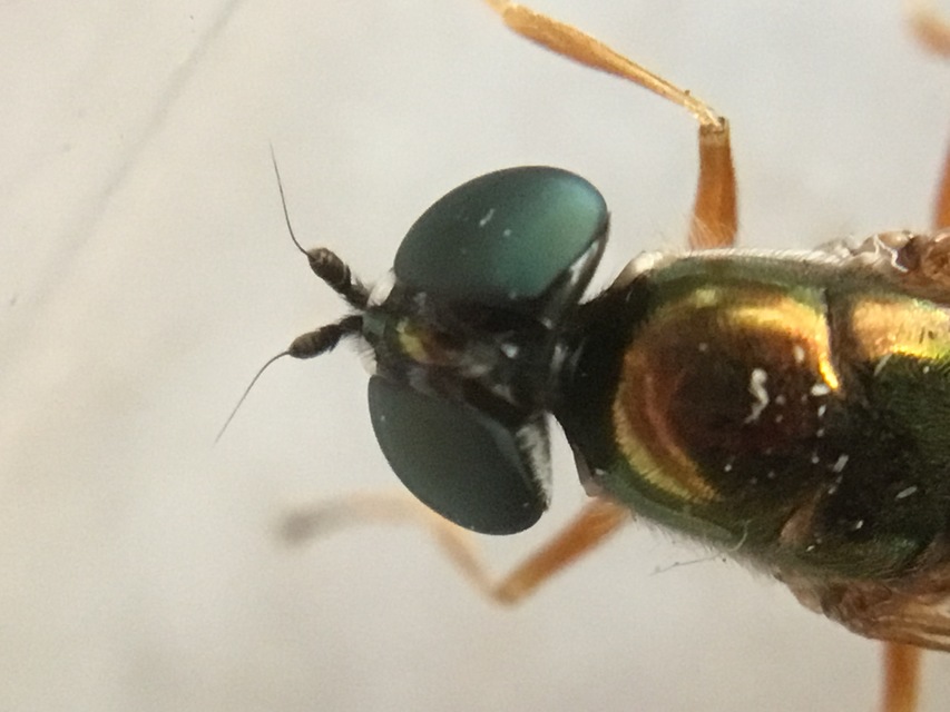 Sargus bipunctatus - kétpettyes fémeslégy