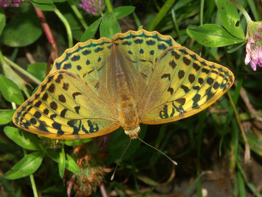 Argynnis pandora - zöldes gyöngyházlepke